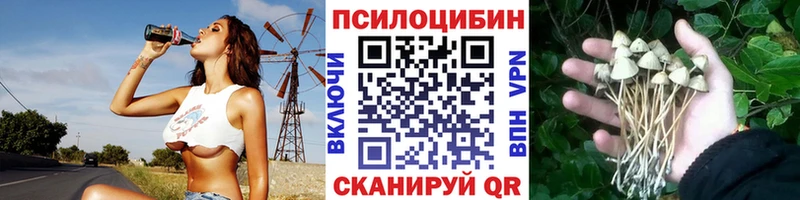купить наркотики сайты  Отрадное  Галлюциногенные грибы Psilocybe 